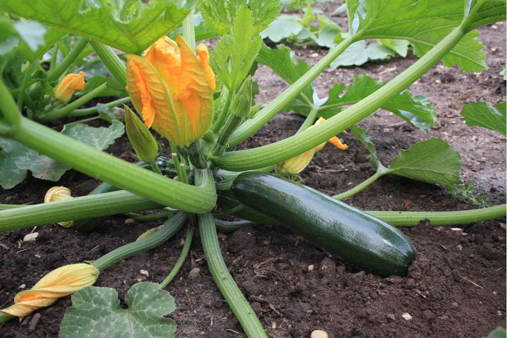 Squash 'Black Beauty' (BIO frö)